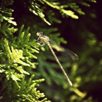 image07